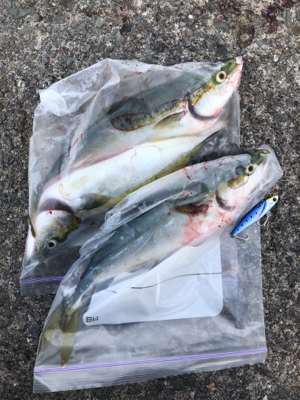 青物釣行