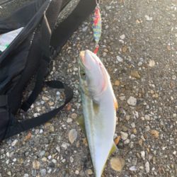 ツバスがキター！