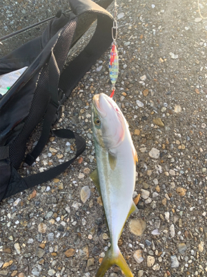 ツバスがキター！