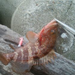 激ニゴの中、なんとかキジハタ1匹！