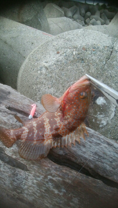 激ニゴの中、なんとかキジハタ1匹！