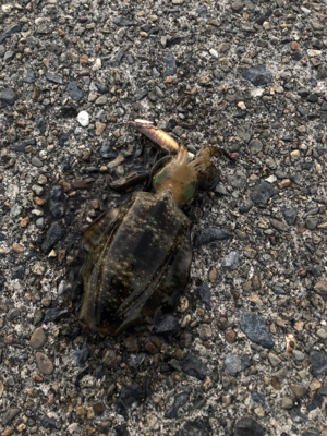 少しずつ大きく