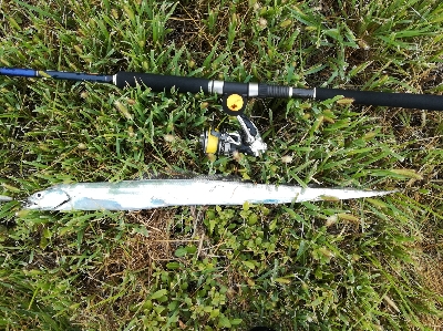 LSJigginger0700〜0730