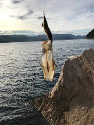 今年は遅い⁉︎