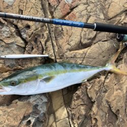 ヤズとかネリゴとか