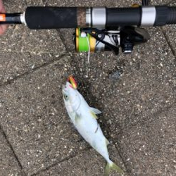 ショアから初青物