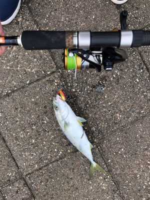 ショアから初青物