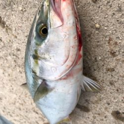 ライトショアジギングでツバス