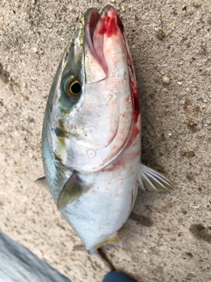 ライトショアジギングでツバス