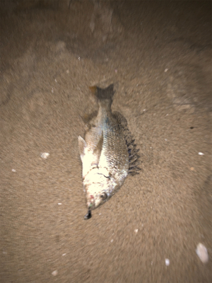 サーフチニング