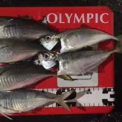 アジング練習14