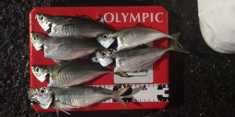 アジング練習14