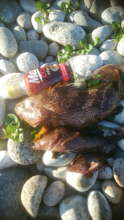 自己最長39センチ　キジハタ！　アオリイカ…