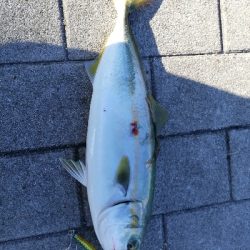 コスモスクエアショアジギ