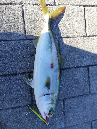 コスモスクエアショアジギ