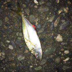 ルアーとサビキ