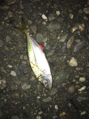 ルアーとサビキ