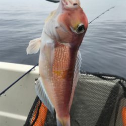 知り合いの船でタイラバ、アマラバ。