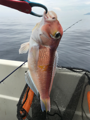 知り合いの船でタイラバ、アマラバ。