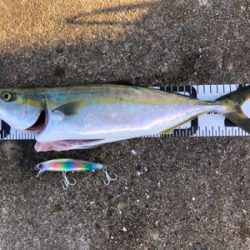 祭りはどこへ…劇渋ハマチ♪