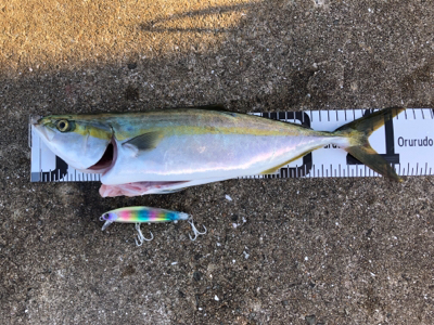 祭りはどこへ…劇渋ハマチ♪