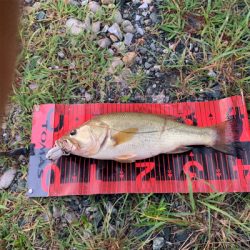 フロッグ デビュー