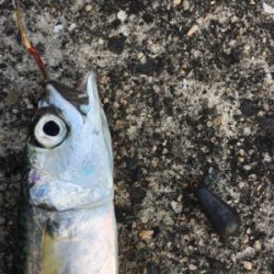 今日はサッパリ