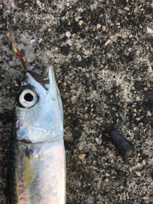 今日はサッパリ