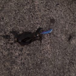 2.5号エギと同サイズ！