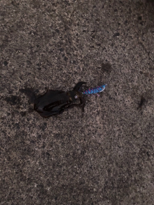 2.5号エギと同サイズ！