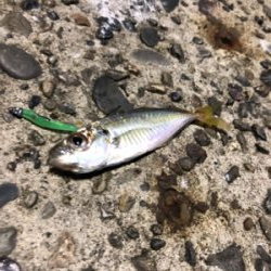 暇つぶしにアジング