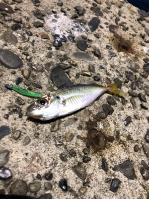 暇つぶしにアジング