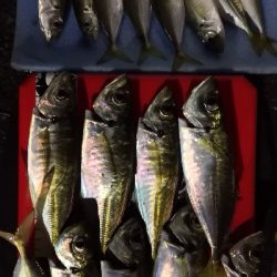 アジング練習15