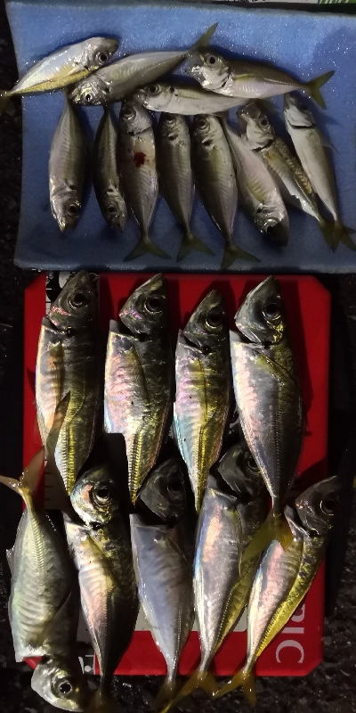 アジング練習15