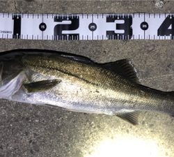 朝マズメパワー シーバスにツバス