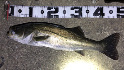 朝マズメパワー シーバスにツバス