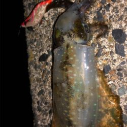 爆釣期待しましたが、、、