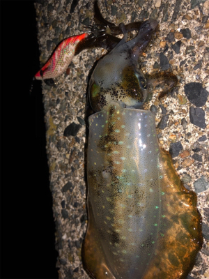 爆釣期待しましたが、、、