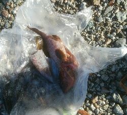 キジハタ3匹!アオリイカ1杯・・・