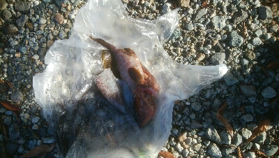 キジハタ3匹!アオリイカ1杯・・・