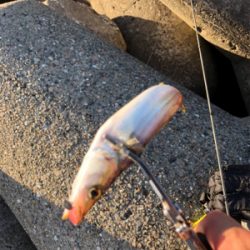 朝マヅメエギング