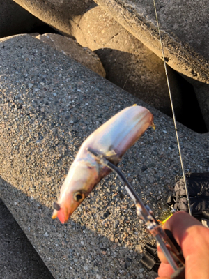 朝マヅメエギング