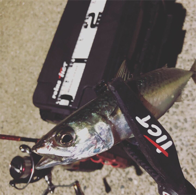 呼子ナイトアジング