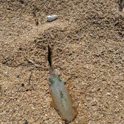 日本海でちびっ子と遊ぶ