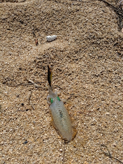 日本海でちびっ子と遊ぶ