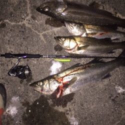 シーバスゲーム