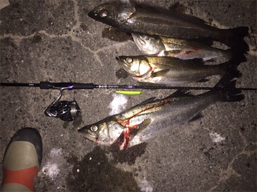 シーバスゲーム