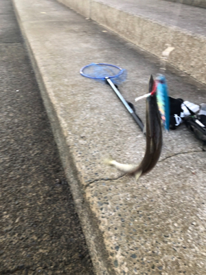 エギングのつもりが。