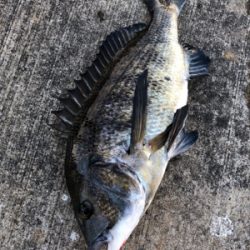 本日は蒸し暑くアタリも少ない