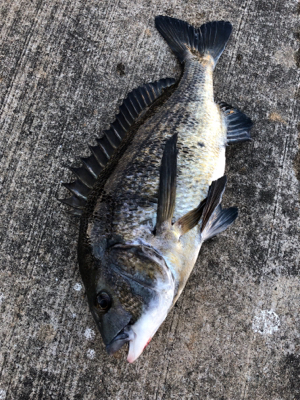 本日は蒸し暑くアタリも少ない